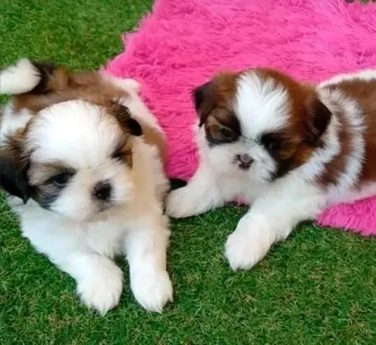 Shihtzu Mini Filhotes Para Famílias Exigentes. 