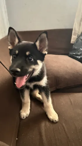 Pastor Alemão com Husky 
