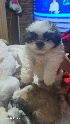 Cachorro