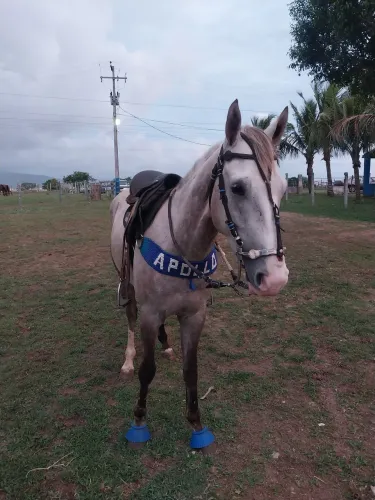 Cavalo manso de vaquejada