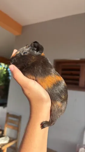 Porquinhos da índia