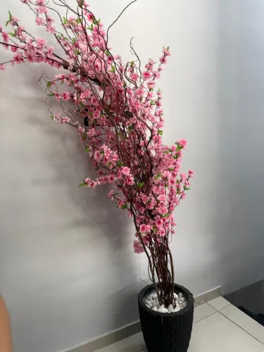 Árvore cerejeira Rosa com vaso