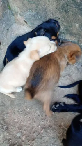 Doando esses filhotes 