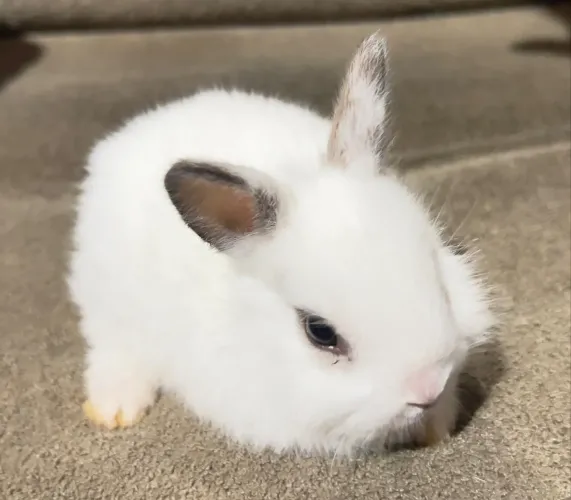 Vendo mini coelho lion