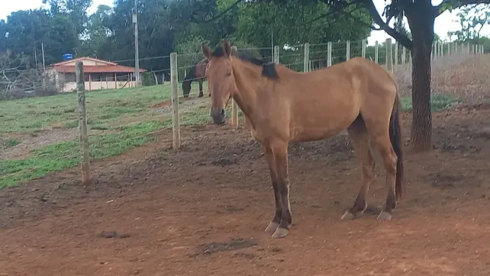Cavalo egua