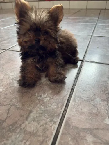 Filhote Lulu da pomeranea