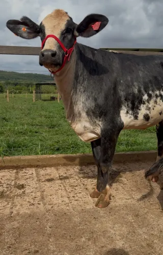 Novilhas Leiteira amojadinha