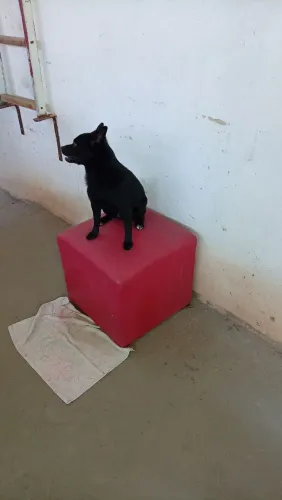 Adoção