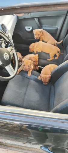 Filhotes de Pit Bull 
