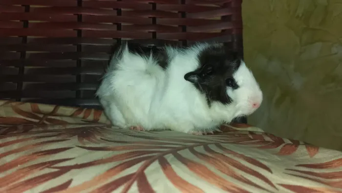 Porquinho da índia 