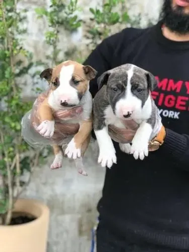 Bebês de Bull Terrier muito fofinhos