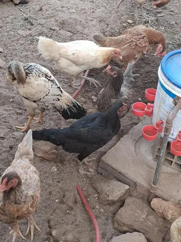 Galinha caipira 