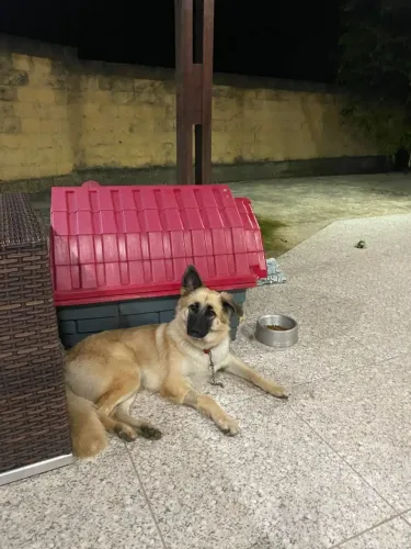Doa-se Cachorro Cadela 11 meses