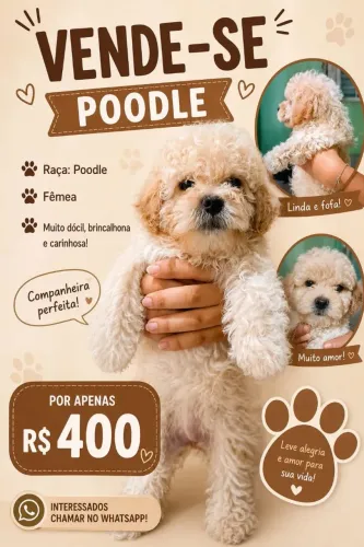 Poodle a venda 