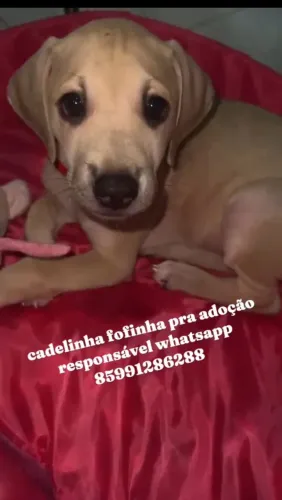 Cadelinha fofinha pra adoção responsável 