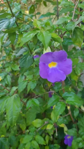 Plantas Ornamental tubergia roxa