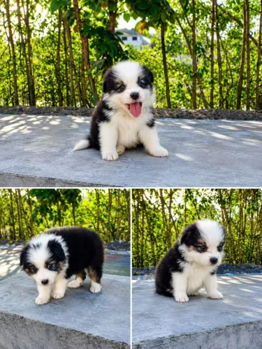 Filhotes de border collie excelente linhagem