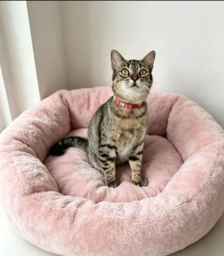 Gatinha linda doação 
