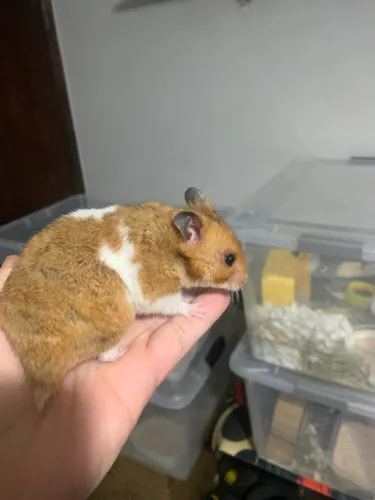 Hamster Sírio Filhotes Mansos