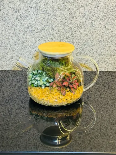 Terrário de Vidro com Plantas Naturais