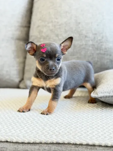 Pinscher zero Fêmea 