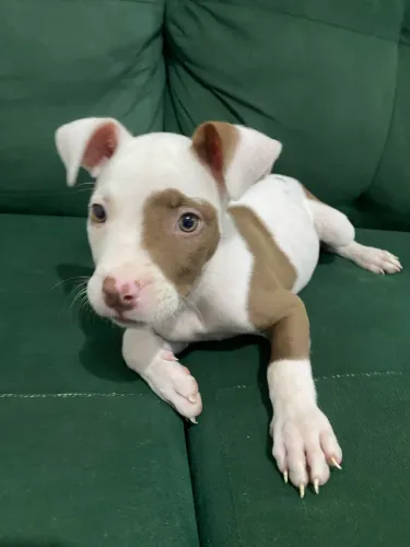 Filhote de Pitbull