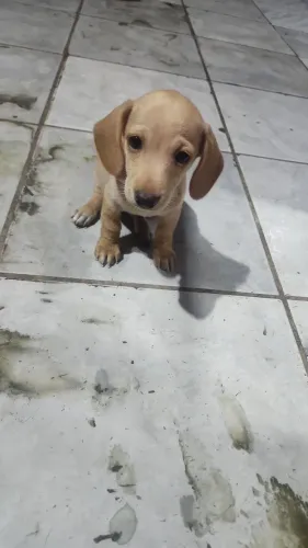 Cachorro salsicha fêmea  