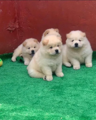 Chowchow dogs 