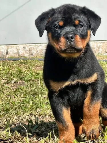 Filhote rottweiler, Seu novo parceiro de aventuras está esperando!