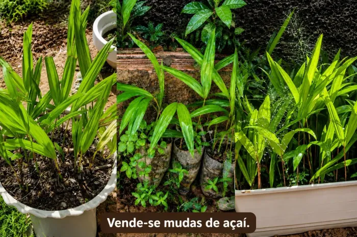Mudas de açaí