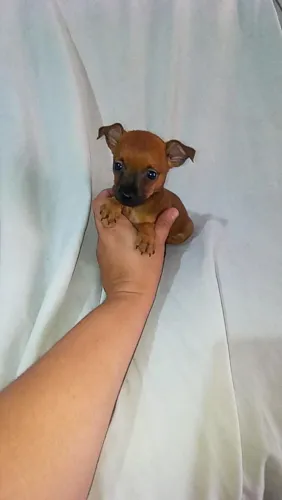Pinscher zerinho macho