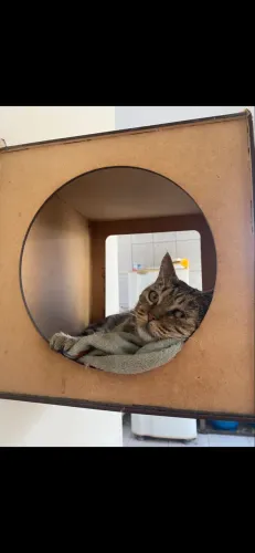 Doação gato 