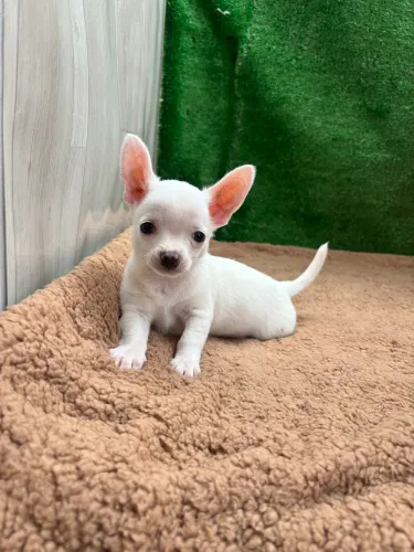 Chihuahua macho pelo curto