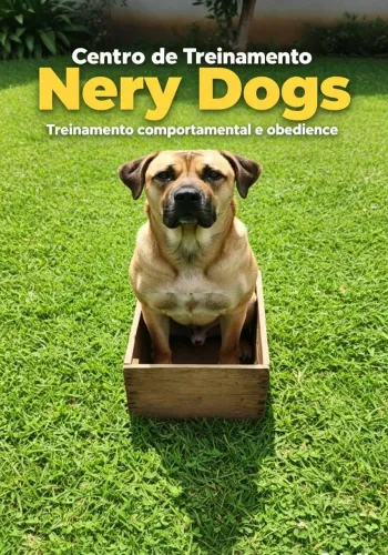 Adestramento de cães