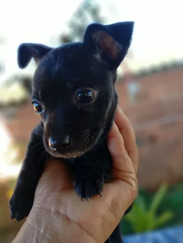 Pinscher fêmea