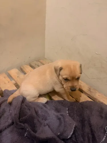 Filhote (mistura de labrador)