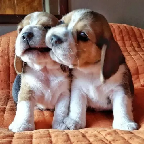 Beagle Machos e Femeas 