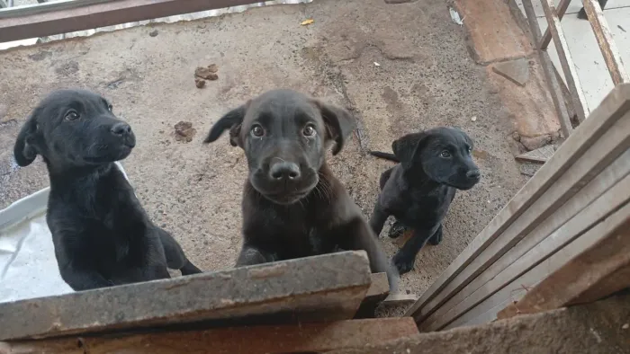 Doa - se filhote de labrador 