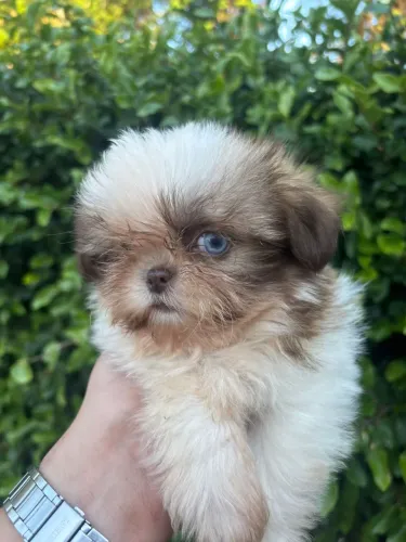 Filhote de shih tzu fêmea