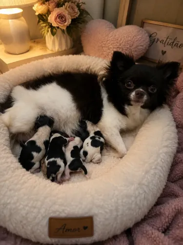 Chihuahua