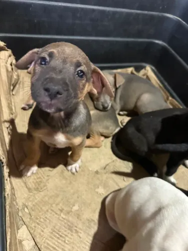 Doação de animais