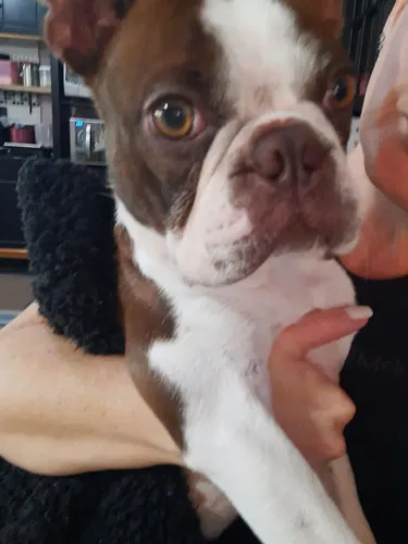 Boston terrier filhotes