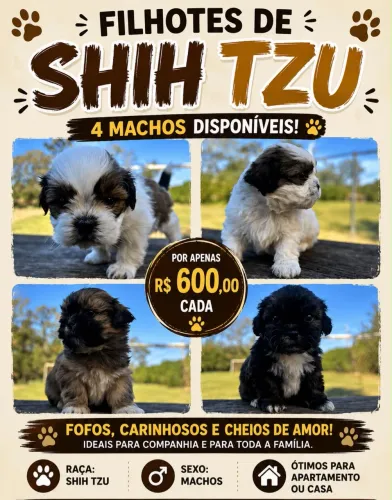 Cachorro