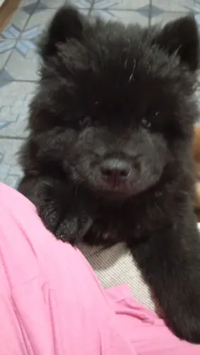 Vende-se filhotes de Chow Chow