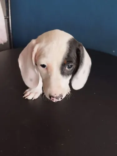 Dachshund (Basset) branco com preto 