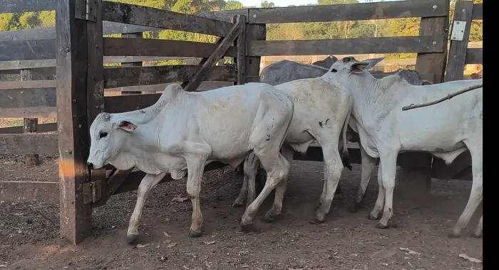 5 Bezerros Nelore Extra (Anápolis)