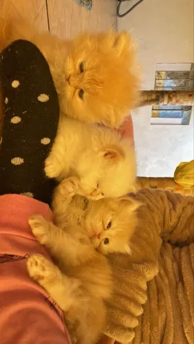 Vendo gatinhas persa estão com 36 dia reserva já seu são docio carinhos .