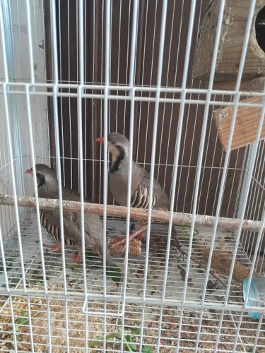 Casal de codorna chucar 