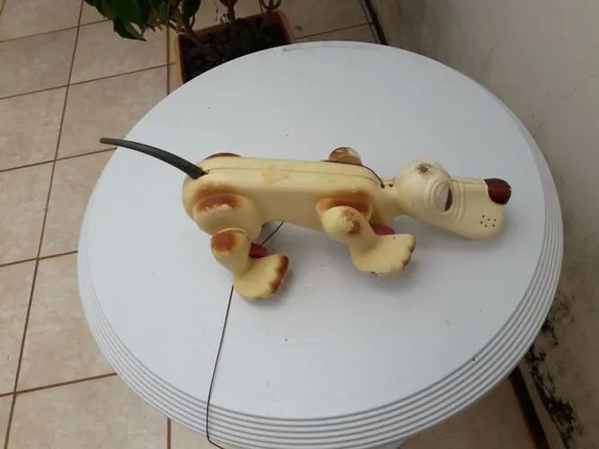 Cachorro xereta estrela