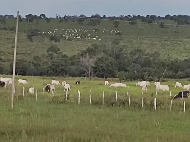 Fazenda de 121 alq em Torixoréu -MT